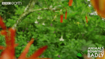 bird wildlife GIF by BBC Earth