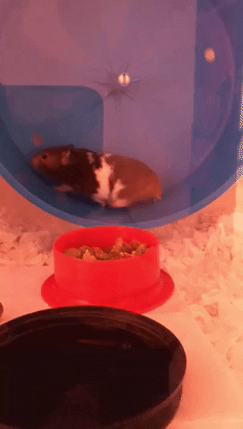 SPCA giphyupload GIF