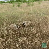 TexasParksAndWildlife mom life badger time to go what just happened GIF