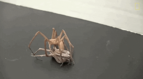 spider bondage GIF