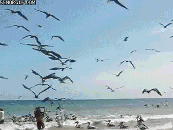 the birds beach GIF by Cheezburger