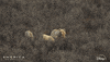 Bear America GIF by Nat Geo Wild