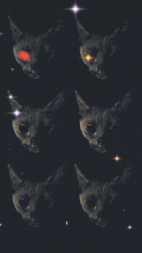 the_real_theory cat space cats stars GIF