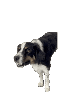 franzhof dog hof officedog crazydog Sticker