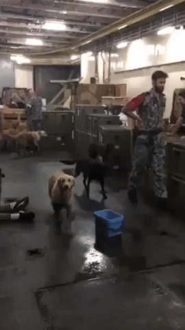 Navy Ship Transformed into Doggy Daycare as Owners Flee Harrowing Mallacoota Bushfire