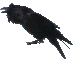 Loop Bird Sticker
