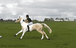 equestrian GIF