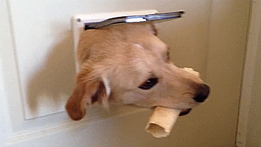 cat dogs GIF