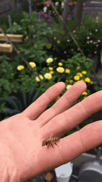imkerijBeesboss bij beekeeping imker beesboss GIF