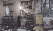Mad Hatter Party GIF by Half Moon Run