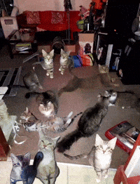 Subocaj GIF