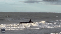Orca Dies on Dutch Beach Despite Rescue Efforts