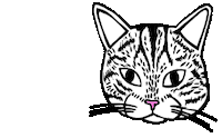 Cat Sticker
