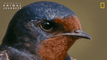 National Geographic Birds GIF by Nat Geo Wild