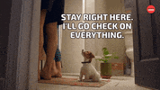 Dogs Stay Here GIF by BuzzFeed