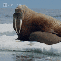 Pbs Nature Wildlife GIF by Nature on PBS