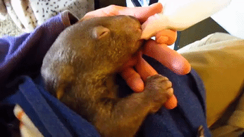 Joey the Wombat Enjoys Naps and Bottles