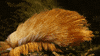 donald trump GIF by PBS Digital Studios