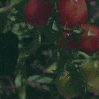rainbowagrobrasil rainbow agro rainbowagro tudosobrecrescimento GIF