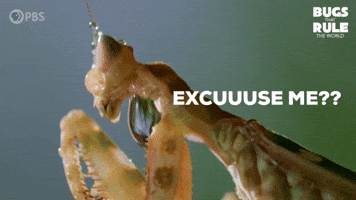 Say What Excuse Me GIF by PBS