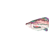 Sunglasses Fish Sticker by Imbarro Home & Fashion
