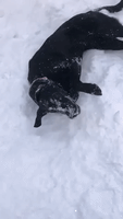 Shelter Dog Dives Into Fresh Powder to Make Snow Angels in Southern Maine