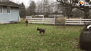 baby cow dog GIF by The Dodo