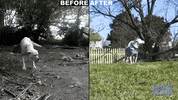 Happy Dog GIF by PETA