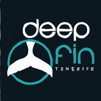 deepfintenerife diving dive tenerife deepfin GIF
