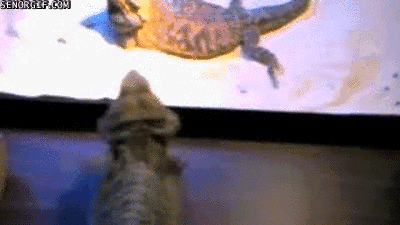 lizards dancing GIF by Cheezburger