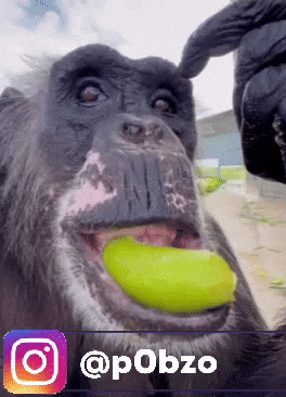 Monkey Chimp GIF