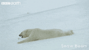 polar bear snow GIF by BBC Earth
