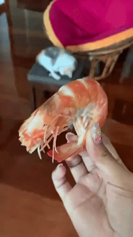 GifVif giphyupload GIF