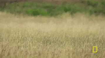 yellowstone GIF by National Geographic Channel