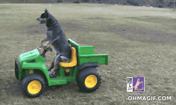 Video gif. A happy speckled cattle dog confidently drives a mini tractor.