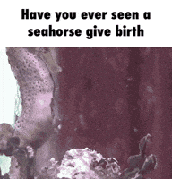 birth GIF