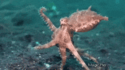 octopus running GIF by OctoNation