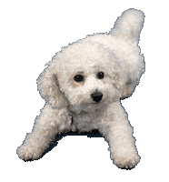 Kk9 Sticker by koreank9rescue