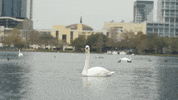 Water Ugh GIF by City of Orlando