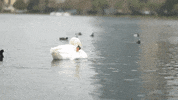 Water Florida GIF by City of Orlando