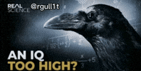 Crow Brains GIF