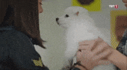 Tozkoparan Iskender GIF