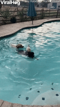 Dog and Duck Go for a Swim