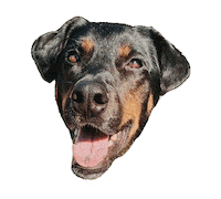 Gifsforgood Sticker by Red Beard