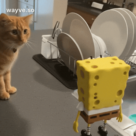 Cats Feels GIF by Darwin