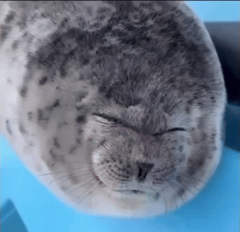 Seal GIF