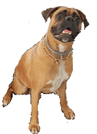 Dog Gym Sticker by Heim CrossFit