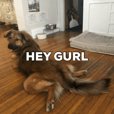 Jaydu dog hey gurl hey girl GIF