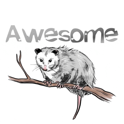 allamafahad awesome possum neveen ms neveen GIF