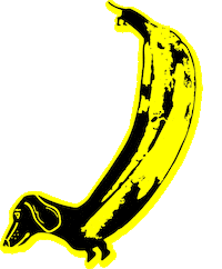 banana dachshund Sticker by beangoods